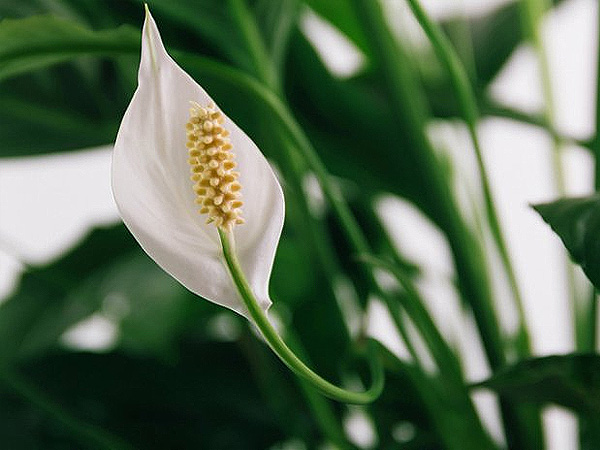  Peace Lily