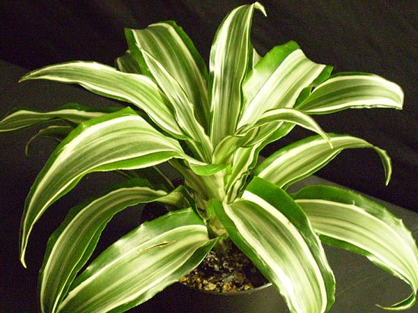  Warneck Dracaena