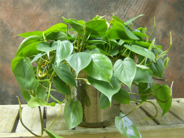 Heart Leaf Philodendron