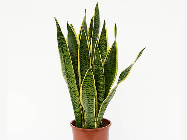 Snake Plant