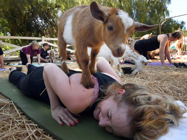 Goat Yoga