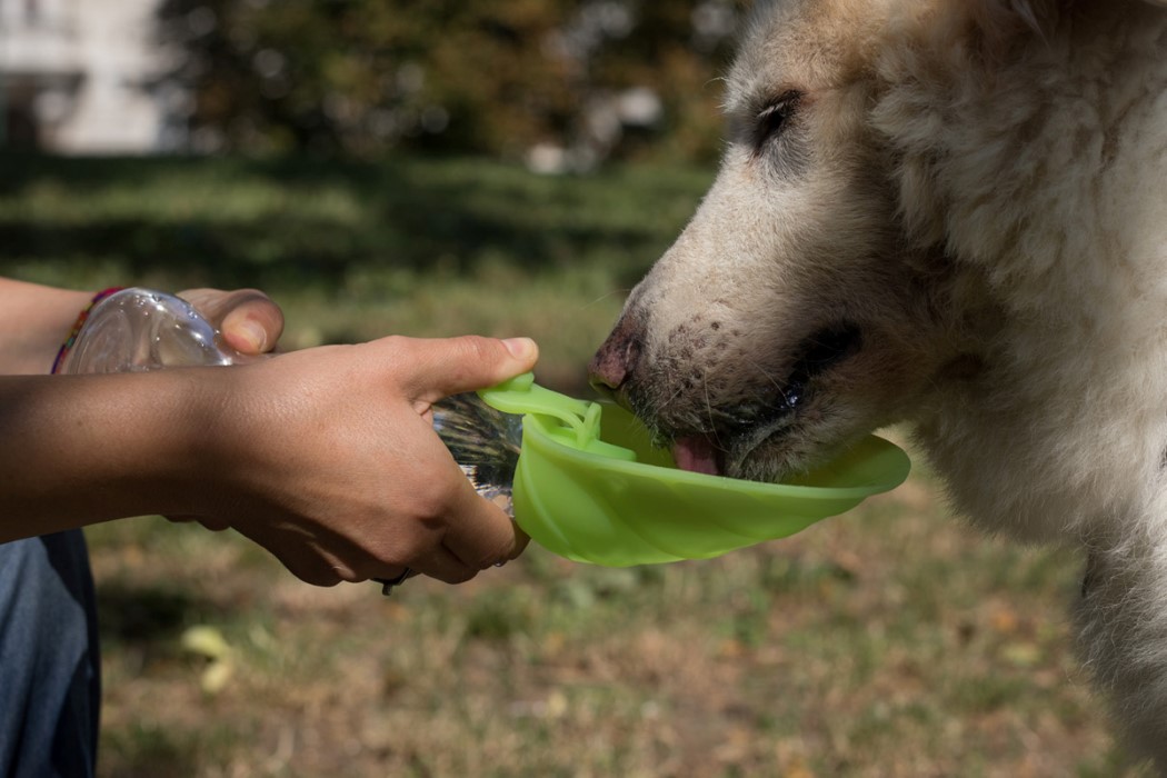 leaf_water_dispenser_6