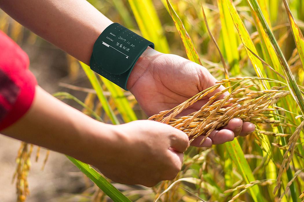 Farmer woman hand holding rice