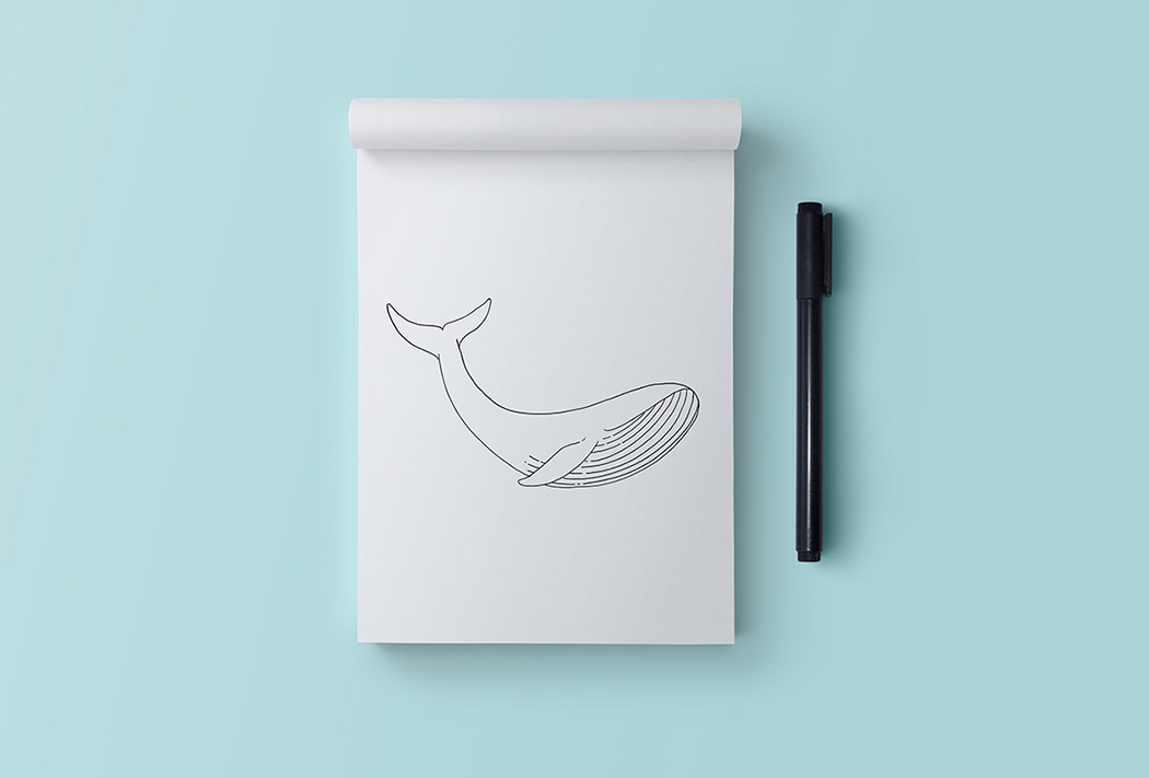 whale_15