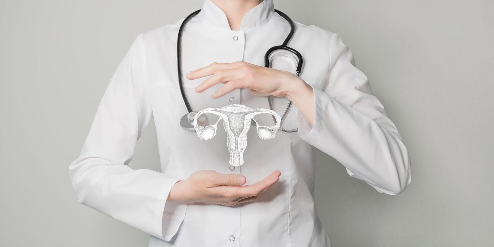 Doctor showcasing female reproductive system